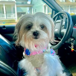 Molly - Shih Tzu
