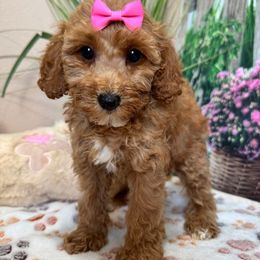 Paige - Red female Cavapoo puppy in Lebanon, Missouri from Perkins Pups