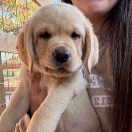 Pink - Yellow female Labrador Retriever puppy in Escalon, California from Hansen Retrievers