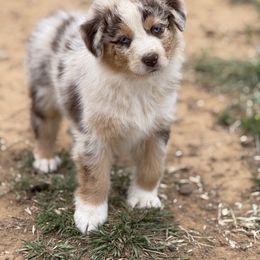 Tassie - Red merle Australian Shepherd puppy in Mineral Wells, Texas from A6 Australian Shepards