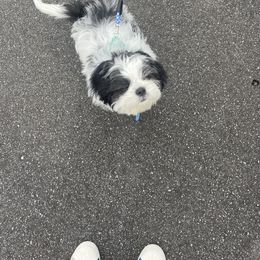 Shih Tzu Puppies from One Hit Wonder