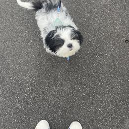 Shih Tzu Puppies from One Hit Wonder