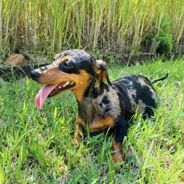 Mia - Dachshund