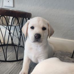 White Lab Pup girl 1 - Yellow female Labrador Retriever puppy in Arizona from Lily's White Labs