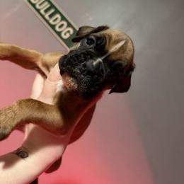 Light purple - Fawn female Boxer puppy in Louisville, Kentucky from Nelson’s Fancy Frenchies and Bulldogs