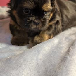 Shih Tzu Puppies from Shih Tzu Cottage