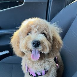 Bernedoodle and Goldendoodle All Grown Up from Doodles of North Tx