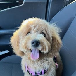 Bernedoodle and Goldendoodle All Grown Up from Doodles of North Tx