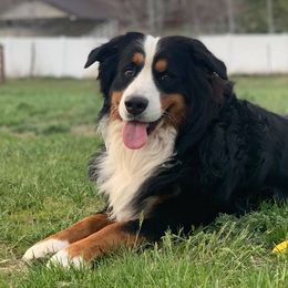 Bernese Mountain Dogs from Deniston Farm Berners