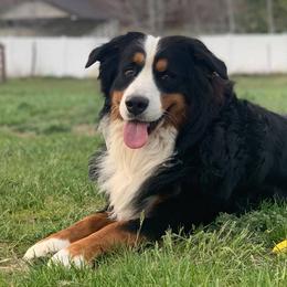 Bernese Mountain Dogs from Deniston Farm Berners
