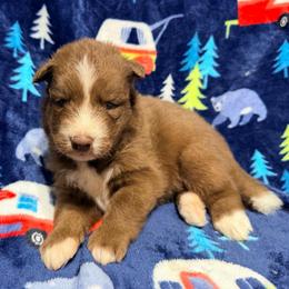 AKC Cooper - Red and white male Siberian Husky puppy in Centreville, Maryland from Huskies By the Bay