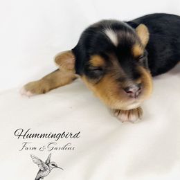 Yorkshire Terrier Puppies from Hummingbird Farm & Gardens