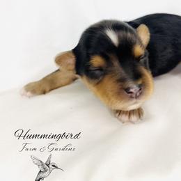 Yorkshire Terrier Puppies from Hummingbird Farm & Gardens