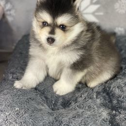 Pomsky Puppies from Midnight Sun Pomskies