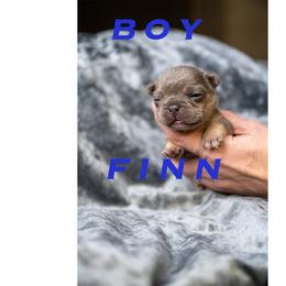 Finn - Blue fawn male French Bulldog puppy in Denison, Texas from Lovemyfrenchies – Stoddard Frenchbulldog's