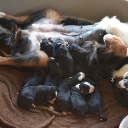 Bernese Mountain Dog Puppies from Brookwood Bernese Mountain Dogs