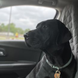 Labrador Retriever All Grown Up from Royal Ridge Labs