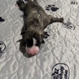 Leopard - Fawn brindle female Whippet puppy in Fort Myers, Florida from Rainbow Whippets