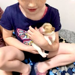 Bernedoodle and Cavapoo Puppies from Sugar Doodles Pups