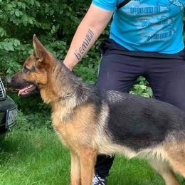 Anna - German Shepherd