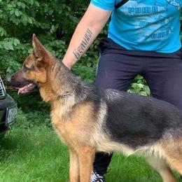 Anna - German Shepherd