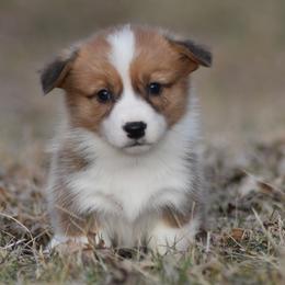 Red Female 2 - Red female Pembroke Welsh Corgi puppy in Kansas City, Missouri from Willow Creek Corgis