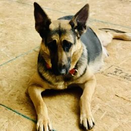 Delilah - German Shepherd