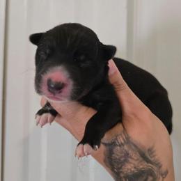 G1 - Black female Siberian Husky puppy in Addison, Michigan from Gray Run Siberian Huskies