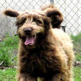 Australian Labradoodles from Dixie's Doodles LLC