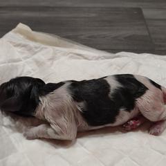 Kleine Munsterlander Puppies from von den Großen Seen kennel