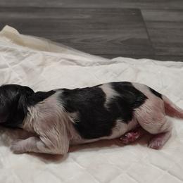 Kleine Munsterlander Puppies from von den Großen Seen kennel
