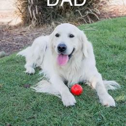Golden Retriever All Grown Up from Puppy Love, Hall's Goldens