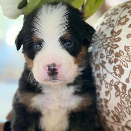 Dj - Tri-color male Bernese Mountain Dog puppy in Yuciapa, California from AlltheDoodlez_