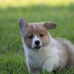 Cardigan Welsh Corgi and Pembroke Welsh Corgi Puppies from Rustic Spur Kennel