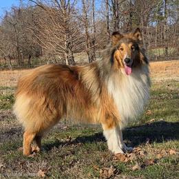 Bingley - Collie