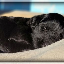 Eclipse - Black male Giant Schnauzer puppy in Saratoga Springs, Utah from Happy Beard Schnauzers