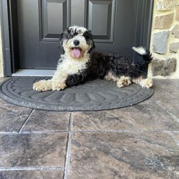 Holly - Bernedoodle