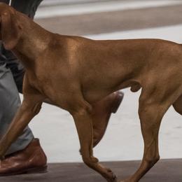 Vizslas from Marwin Vizslas