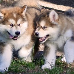 Alaskan Malamutes from Snowlion Alaskan Malamutes