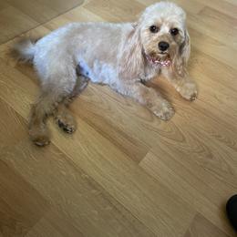 Cavalier King Charles Spaniel and Cavapoo Puppies from Larisa's Cavaliers