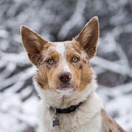 Ruby - Border Collie