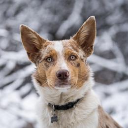 Ruby - Border Collie