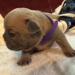 Dawn - Blue fawn female French Bulldog puppy in Joplin, Missouri from Midwest Beautiful Frenchies