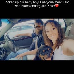 Rottweiler Puppies from Alpha Co. Rottweilers