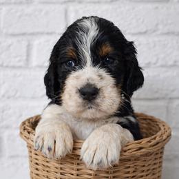 Augustus - Black white and tan male English Springer Spaniel puppy in Florida from Thunderbird Springers