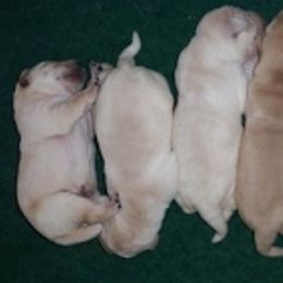 Labrador Retriever Puppies from DNR Labrador Retrievers