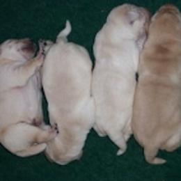 Labrador Retriever Puppies from DNR Labrador Retrievers