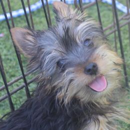 Gracie - Silky Terrier