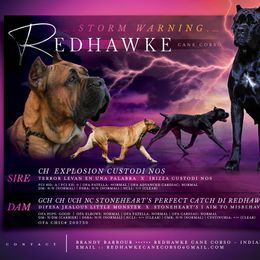 Cane Corso puppies from Redhawke Cane Corso
