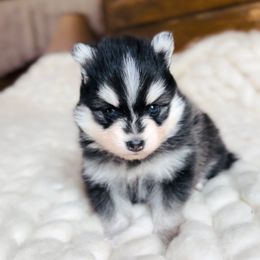 Timmy - Black and white male Pomsky puppy in Greencastle, Indiana from JDpomskies